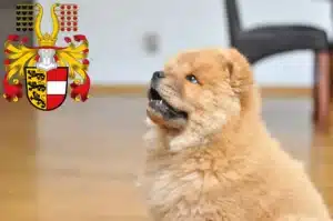 Mehr über den Artikel erfahren Chow-Chow Züchter und Welpen in Kärnten