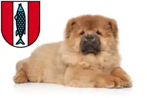 Mehr über den Artikel erfahren Chow-Chow Züchter und Welpen in Kaiserslautern
