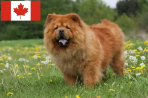 Mehr über den Artikel erfahren Chow-Chow Züchter und Welpen in Kanada