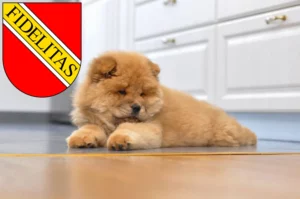 Mehr über den Artikel erfahren Chow-Chow Züchter und Welpen in Karlsruhe