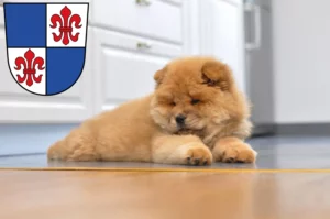 Mehr über den Artikel erfahren Chow-Chow Züchter und Welpen in Karlstadt