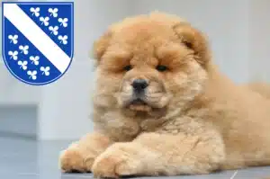 Mehr über den Artikel erfahren Chow-Chow Züchter und Welpen in Kassel