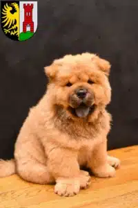 Mehr über den Artikel erfahren Chow-Chow Züchter und Welpen in Kempten (Allgäu)