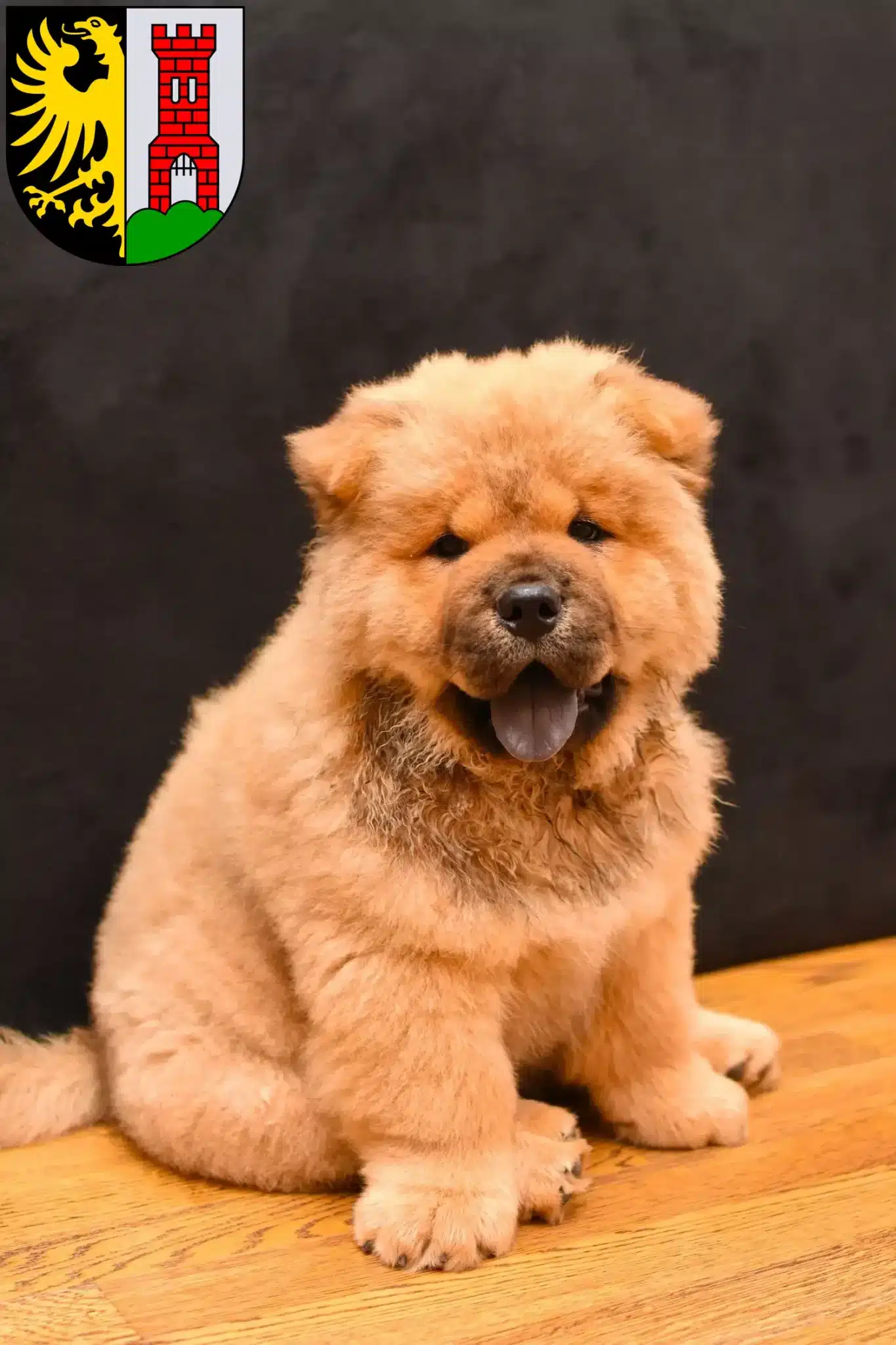 Mehr über den Artikel erfahren Chow-Chow Züchter und Welpen in Kempten (Allgäu)