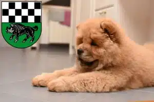 Mehr über den Artikel erfahren Chow-Chow Züchter und Welpen in Kirchheimbolanden