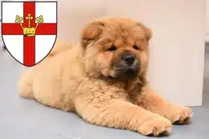 Mehr über den Artikel erfahren Chow-Chow Züchter und Welpen in Koblenz
