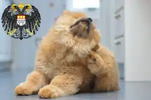 Mehr über den Artikel erfahren Chow-Chow Züchter und Welpen in Köln