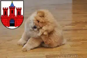 Mehr über den Artikel erfahren Chow-Chow Züchter und Welpen in Köthen (Anhalt)