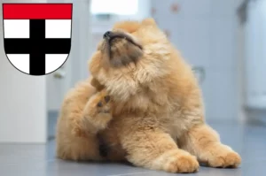 Mehr über den Artikel erfahren Chow-Chow Züchter und Welpen in Konstanz