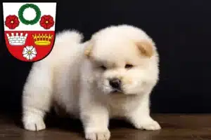Mehr über den Artikel erfahren Chow-Chow Züchter und Welpen in Kronach