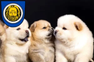 Mehr über den Artikel erfahren Chow-Chow Züchter und Welpen in Künzelsau