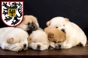 Mehr über den Artikel erfahren Chow-Chow Züchter und Welpen in Landau in der Pfalz