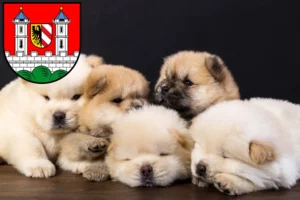 Mehr über den Artikel erfahren Chow-Chow Züchter und Welpen in Lauf an der Pegnitz