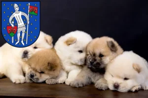 Mehr über den Artikel erfahren Chow-Chow Züchter und Welpen in Lauterbach (Hessen)
