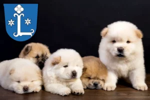 Mehr über den Artikel erfahren Chow-Chow Züchter und Welpen in Leer (Ostfriesland)