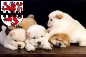 Mehr über den Artikel erfahren Chow-Chow Züchter und Welpen in Leverkusen