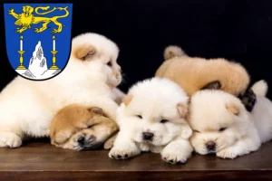 Mehr über den Artikel erfahren Chow-Chow Züchter und Welpen in Lichtenfels (Oberfranken)