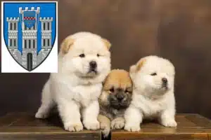 Mehr über den Artikel erfahren Chow-Chow Züchter und Welpen in Limburg an der Lahn