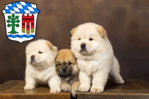 Mehr über den Artikel erfahren Chow-Chow Züchter und Welpen in Lindau