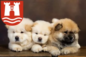 Mehr über den Artikel erfahren Chow-Chow Züchter und Welpen in Linz