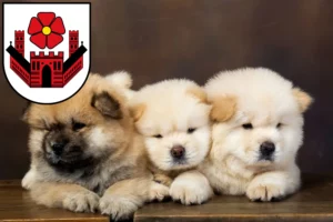Mehr über den Artikel erfahren Chow-Chow Züchter und Welpen in Lippstadt