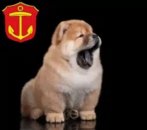Mehr über den Artikel erfahren Chow-Chow Züchter und Welpen in Ludwigshafen am Rhein