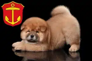 Mehr über den Artikel erfahren Chow-Chow Züchter und Welpen in Ludwigshafen