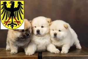 Mehr über den Artikel erfahren Chow-Chow Züchter und Welpen in Lübben (Spreewald)