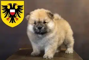 Mehr über den Artikel erfahren Chow-Chow Züchter und Welpen in Lübeck