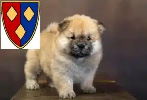 Mehr über den Artikel erfahren Chow-Chow Züchter und Welpen in Lüchow (Wendland)