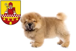 Mehr über den Artikel erfahren Chow-Chow Züchter und Welpen in Lüdenscheid