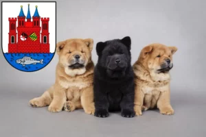 Mehr über den Artikel erfahren Chow-Chow Züchter und Welpen in Lutherstadt Wittenberg