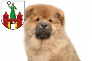Mehr über den Artikel erfahren Chow-Chow Züchter und Welpen in Magdeburg