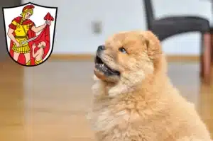 Mehr über den Artikel erfahren Chow-Chow Züchter und Welpen in Marktoberdorf