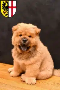 Mehr über den Artikel erfahren Chow-Chow Züchter und Welpen in Memmingen