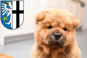 Mehr über den Artikel erfahren Chow-Chow Züchter und Welpen in Meschede