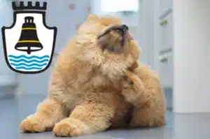 Mehr über den Artikel erfahren Chow-Chow Züchter und Welpen in Mindelheim
