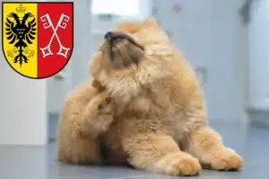 Mehr über den Artikel erfahren Chow-Chow Züchter und Welpen in Minden