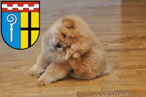 Mehr über den Artikel erfahren Chow-Chow Züchter und Welpen in Mönchengladbach