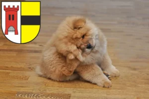 Mehr über den Artikel erfahren Chow-Chow Züchter und Welpen in Moers