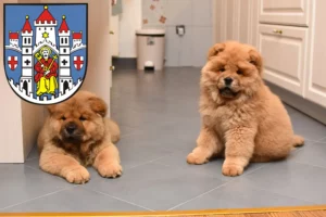 Mehr über den Artikel erfahren Chow-Chow Züchter und Welpen in Montabaur