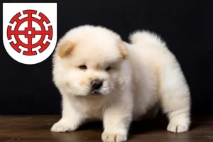 Mehr über den Artikel erfahren Chow-Chow Züchter und Welpen in Mühldorf am Inn