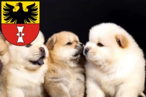 Mehr über den Artikel erfahren Chow-Chow Züchter und Welpen in Mühlhausen/Thüringen