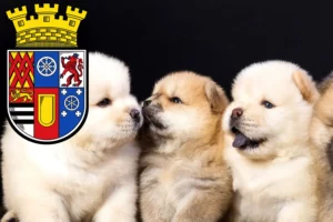 Mehr über den Artikel erfahren Chow-Chow Züchter und Welpen in Mülheim an der Ruhr