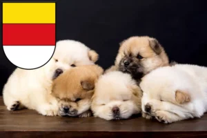 Mehr über den Artikel erfahren Chow-Chow Züchter und Welpen in Münster