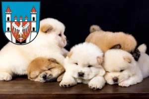 Mehr über den Artikel erfahren Chow-Chow Züchter und Welpen in Neuruppin