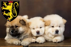 Mehr über den Artikel erfahren Chow-Chow Züchter und Welpen in Neustadt an der Weinstraße