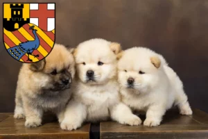 Mehr über den Artikel erfahren Chow-Chow Züchter und Welpen in Neuwied