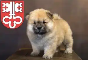 Mehr über den Artikel erfahren Chow-Chow Züchter und Welpen in Nidwalden