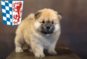 Mehr über den Artikel erfahren Chow-Chow Züchter und Welpen in Niederbayern